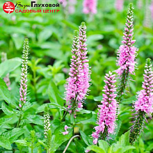 Основное изображение товара