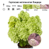 Гортензия метельчатая (Hydrangea paniculata) Пандора  С3 РАст/24