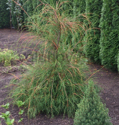 туя Филиформис